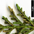 SpeciesSub: var. stephensonii